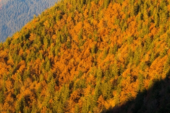 Herbstwald, von der Hochalm