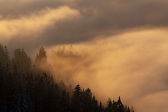 Herbstliches Nebelmeer im Bergwald