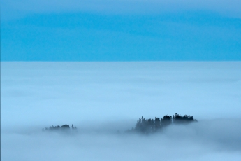 Bergwald im Nebel (vom Zwiesel)