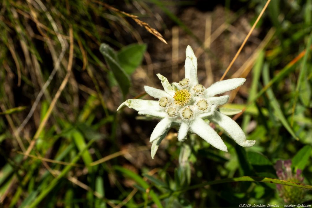 EM10200 PS edelweiss