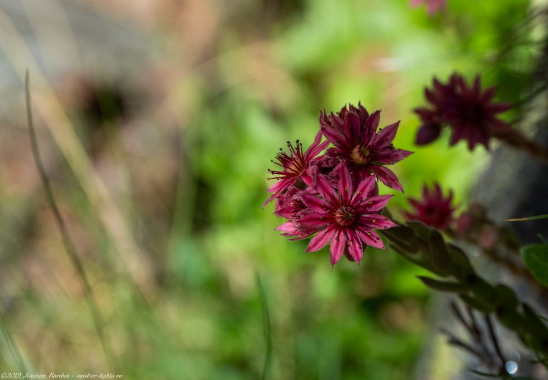 EM10243 PS blume
