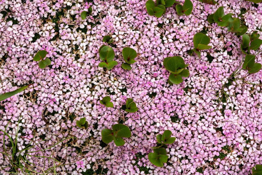 EM10265 PS blumen