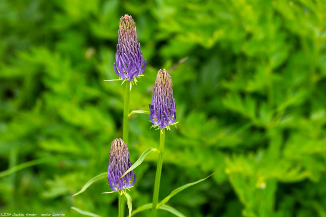 EM10279 PS blumen