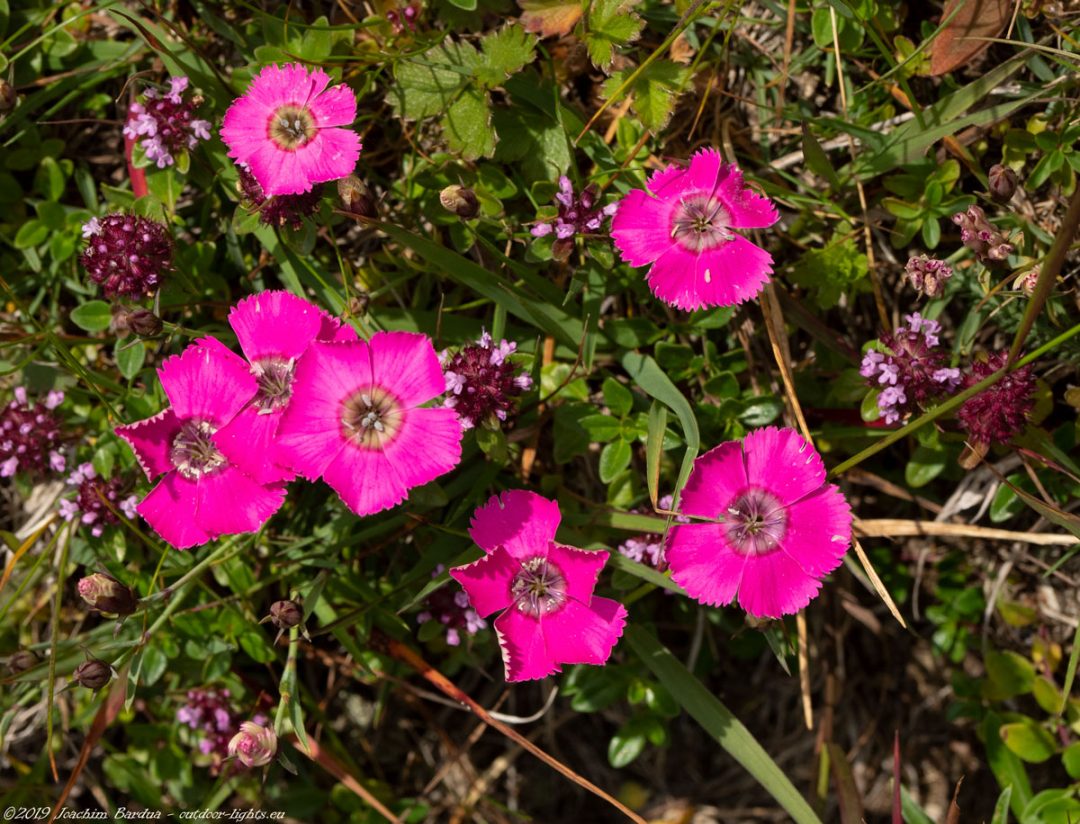 EM10283 PS blumen