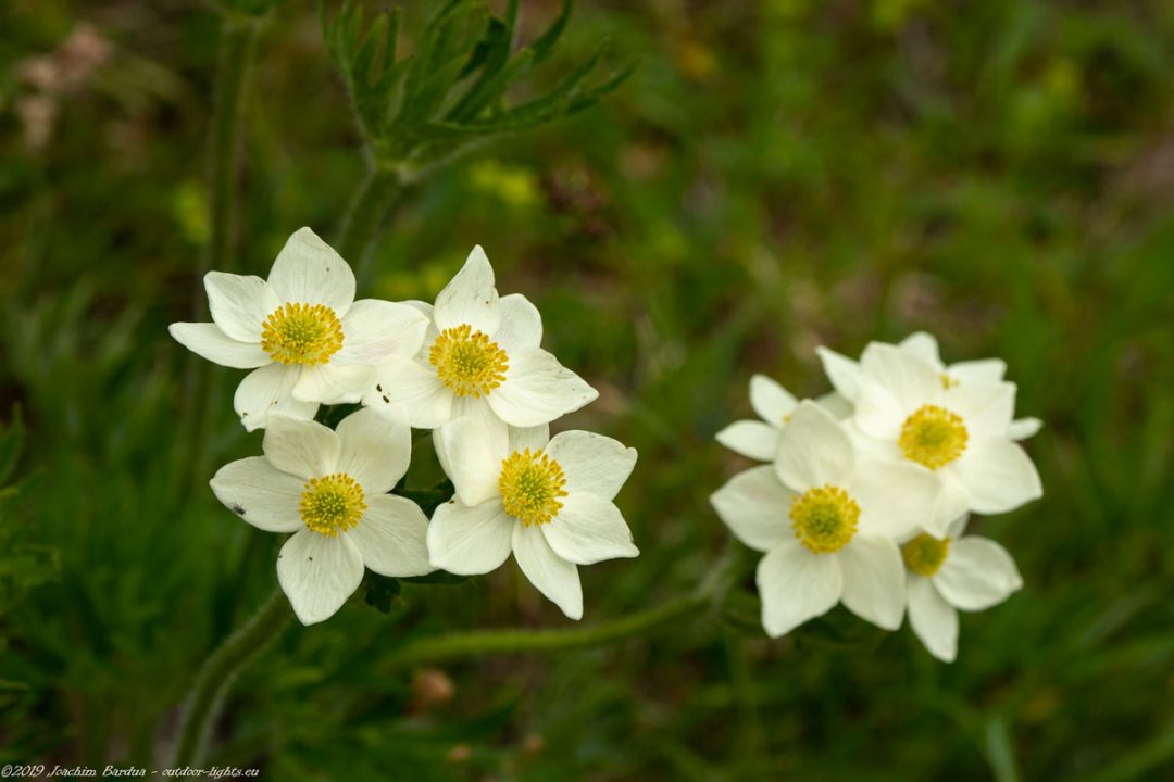 EM10312 PS blumen
