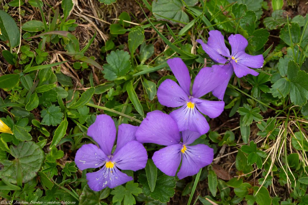 EM10313 PS blumen