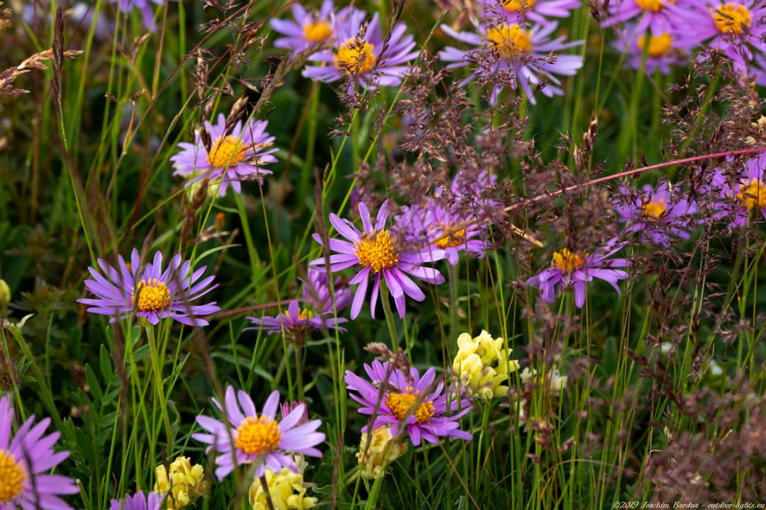 EM10332 PS blumen