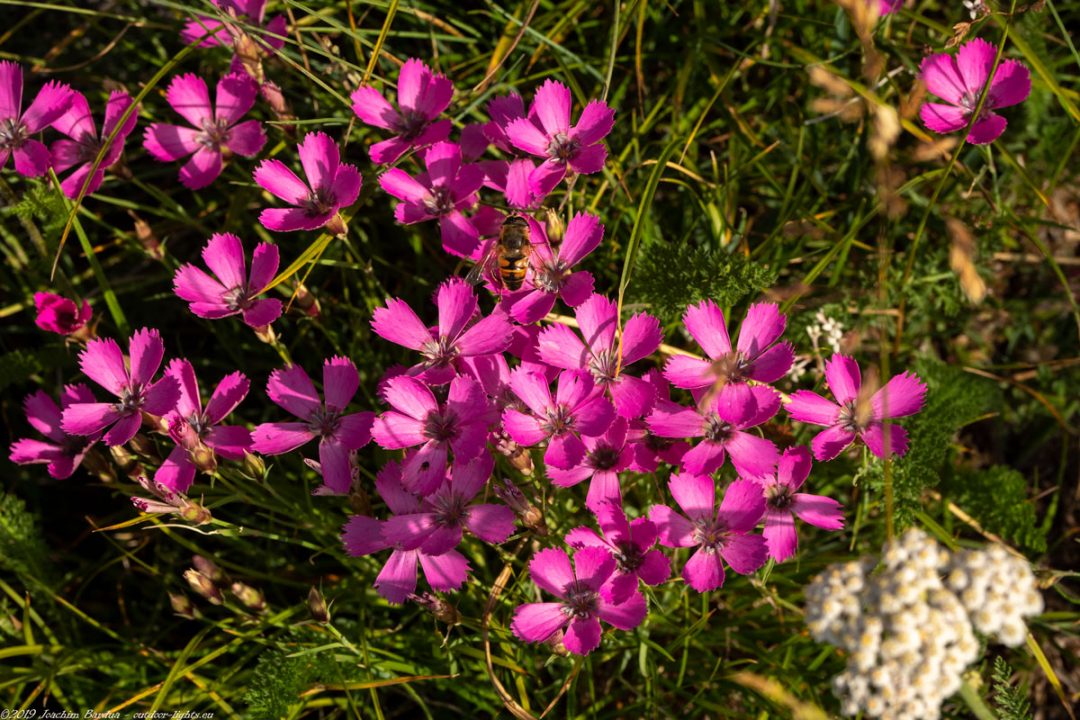 EM10334 PS blumen