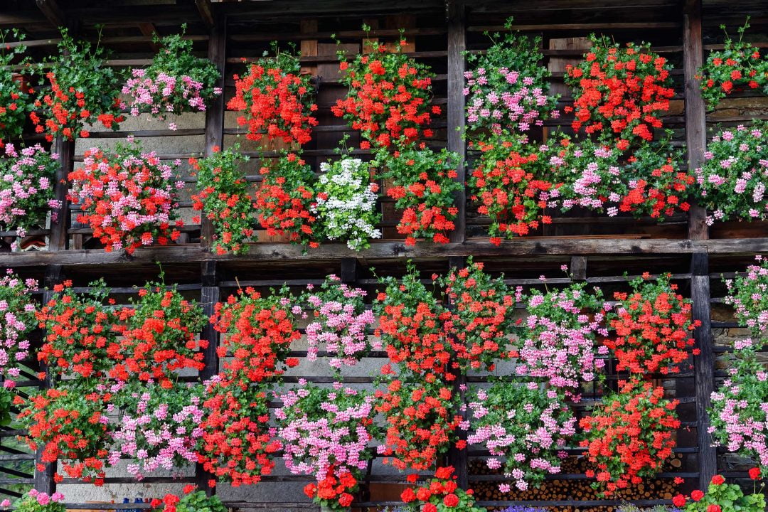 flowers walser house