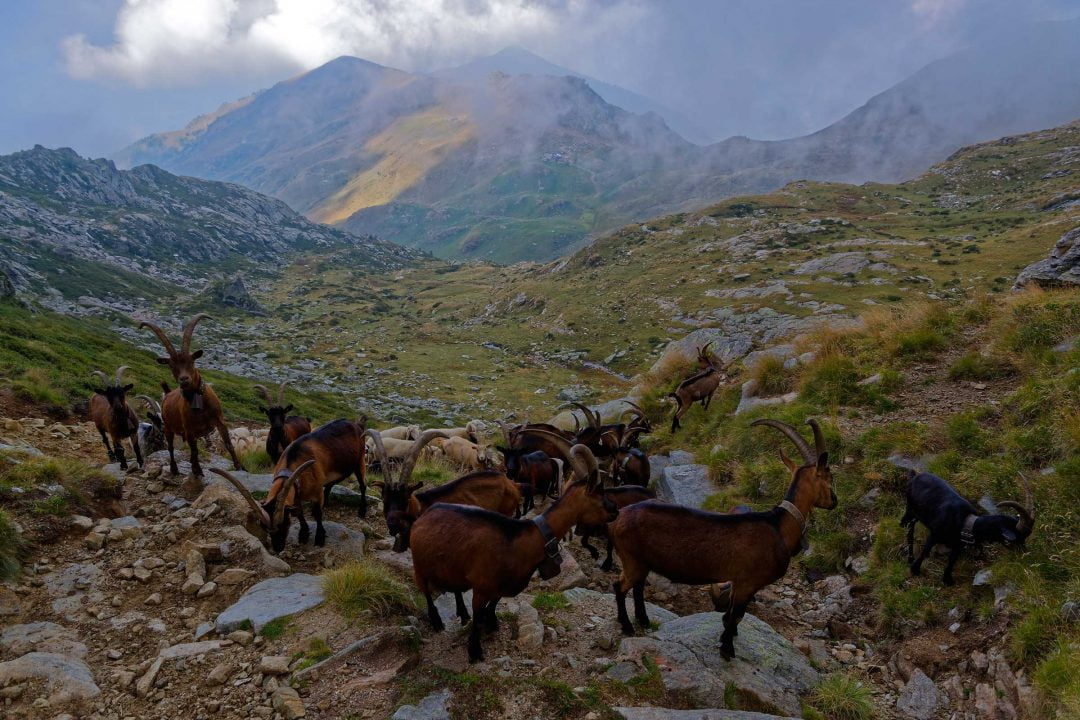 piemont goats